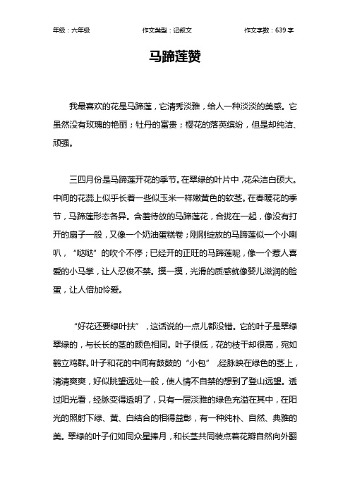 马蹄莲赞作文【小学六年级600字】