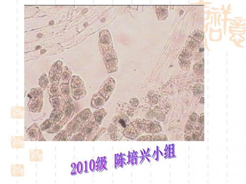 细胞生物学实验_实验四  细胞膜的通透性和细胞连接观察 