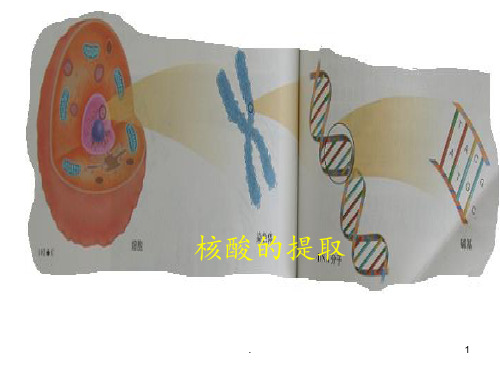 核酸的提取PPT课件
