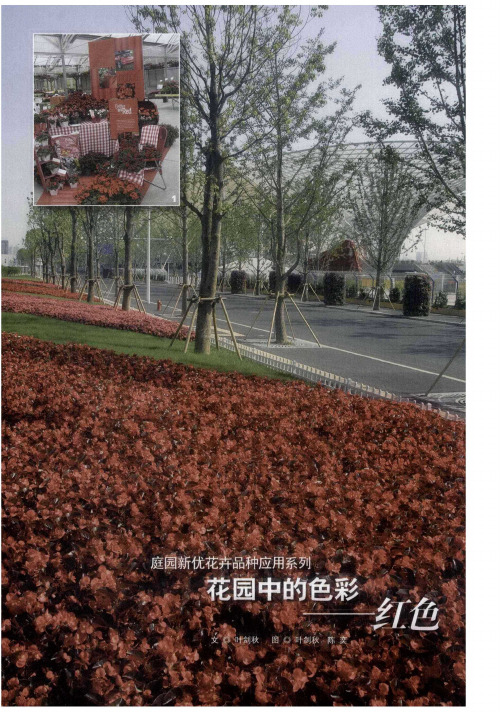庭园新优花卉品种应用系列  花园中的色彩——红色
