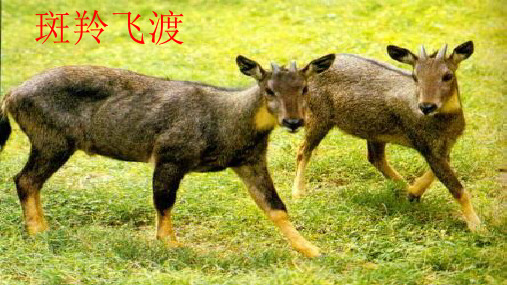 七年级语文下册(人教版)27《斑羚飞渡》ppt课件