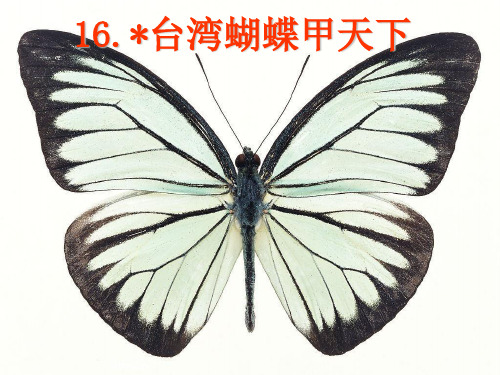 台湾蝴蝶甲天下