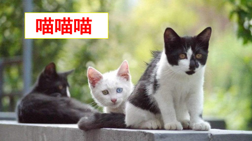 14不会叫的狗精品PPT课件