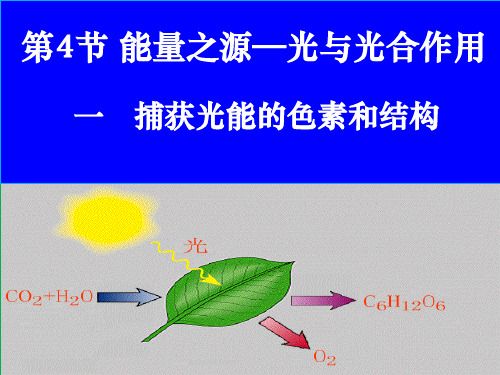 光合作用(图文+动画)