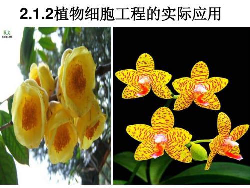 植物细胞工程的实际应用