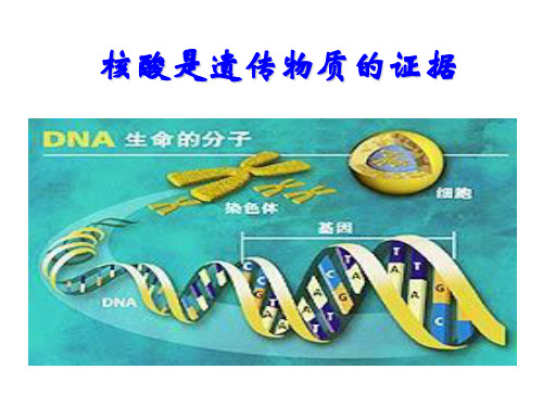 遗传物质复制转录翻译