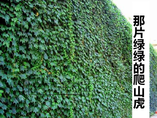 那片绿绿的爬山虎   公开课课件