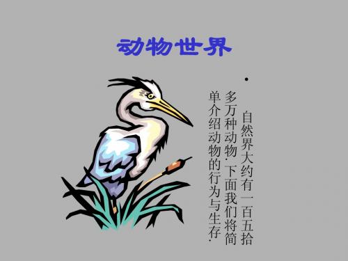 动物世界