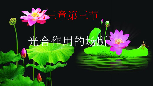 冀少版八年级生物上册课件：第三章第三节光合作用的场所 (共30张PPT)