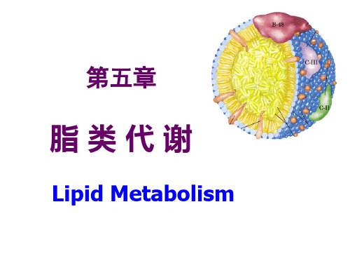 生物化学脂类代谢  图文