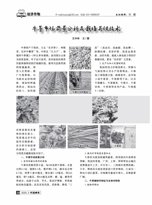 牛蒡市场前景分析及栽培关键技术