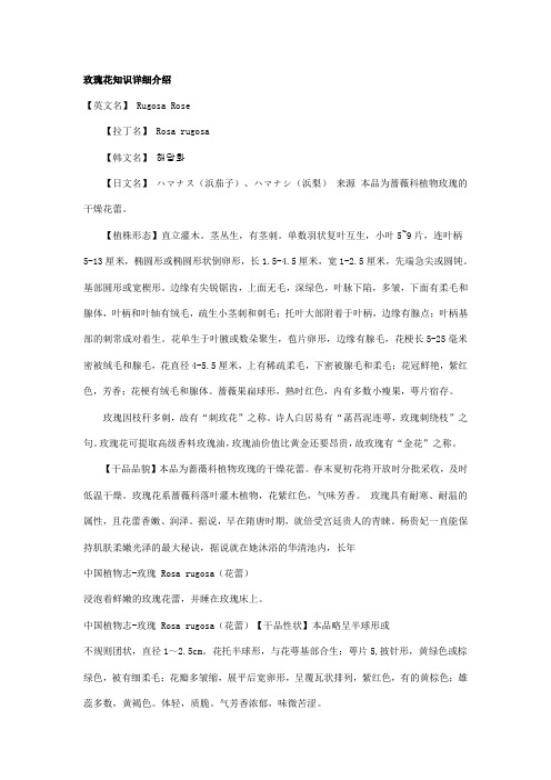 玫瑰花知识详细介绍