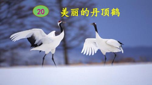 20.美丽的丹顶鹤