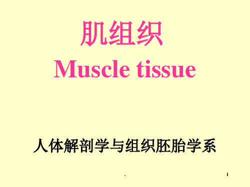 组织学与胚胎学第6章肌组织ppt课件