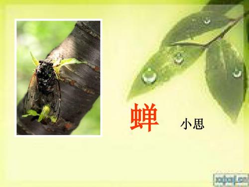 《蝉》ppt课件 (正式)