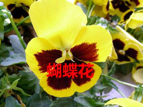 (语文S版)一年级语文下册课件 22蝴蝶花 2  省优获奖课件ppt