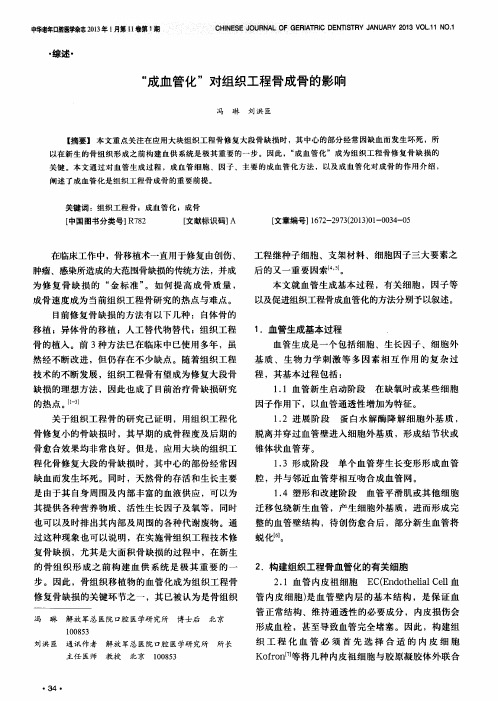 “成血管化”对组织工程骨成骨的影响