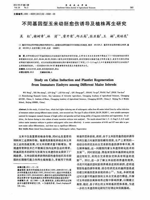 不同基因型玉米幼胚愈伤诱导及植株再生研究