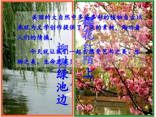 初中生物_芽的类型和发育 ppt课件