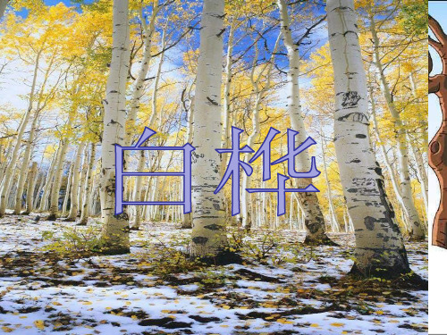 六年级语文上册诗歌《白桦》PPT课件.