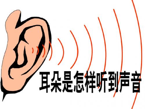 七年级科学耳的结构与听觉的形成1