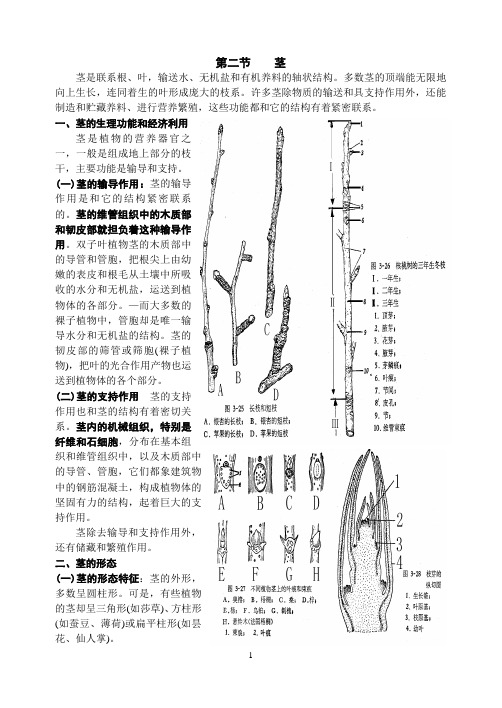 高中生物竞赛培优教案植物(二)