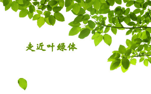 走近叶绿体(观察叶绿体)