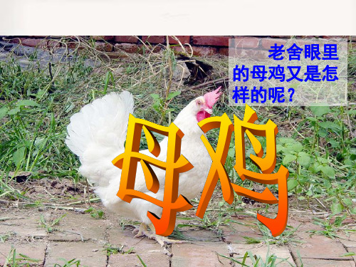 完整版《母鸡》课件PPT