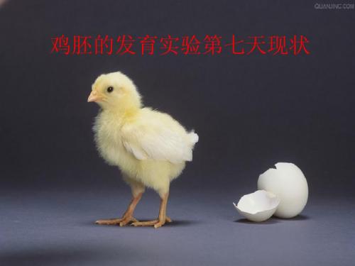 第7天鸡胚的发育实验第七天现状