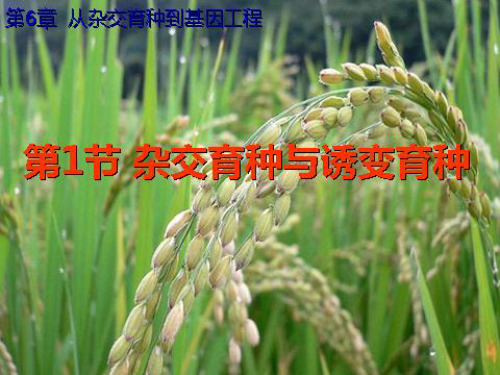 人教版高中生物《杂交育种和诱变育种》精品