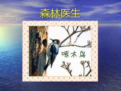 小学语文_ 鸟岛教学课件设计