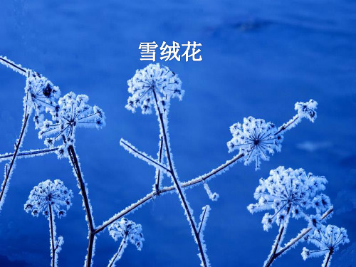 花城出版社／广东教育出版社小学五年级音乐上册(简谱)《雪绒花》_课件1