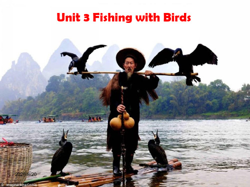 沪教课标八下Unit 3 Fishing with Birds2