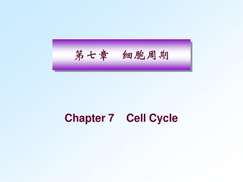 分子生物学：细胞周期_研究生课件