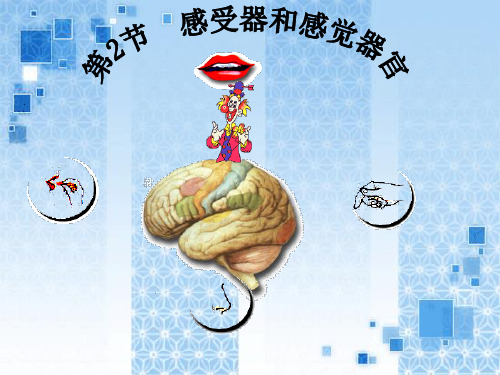 北师大版初中生物七年级下册课件-4.12.2 感受器和感觉器官2