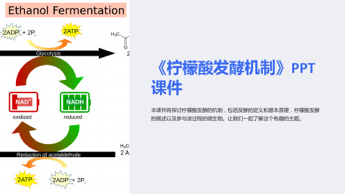 《柠檬酸发酵机制》课件