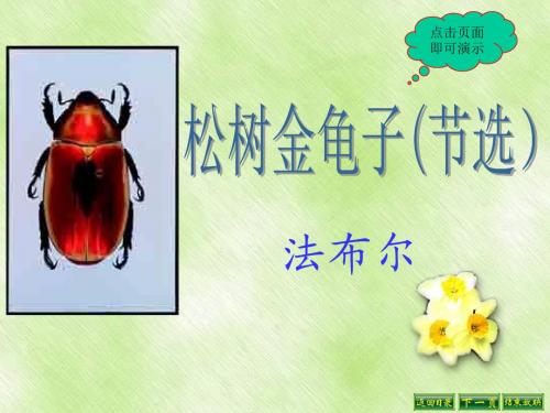 精品  松树金龟子(节选)