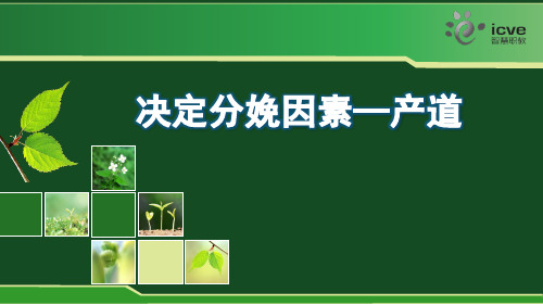 决定分娩因素—产道.