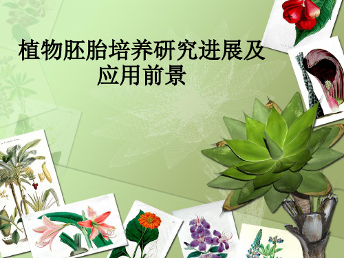 植物胚胎培养研究进展及应用前景ppt课件