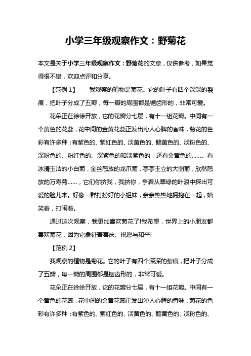 小学三年级观察作文：野菊花