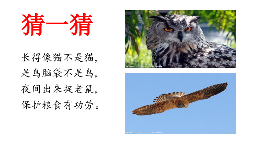 课文9-《让猫头鹰好好睡觉》