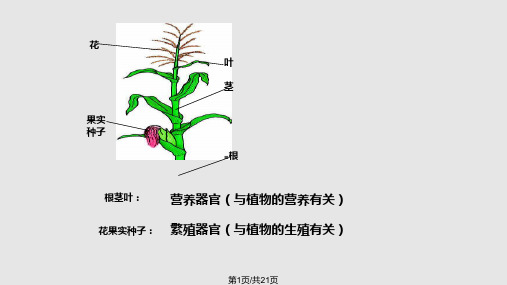 叶的结构和功能PPT课件