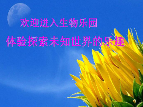 芽的类型和发育