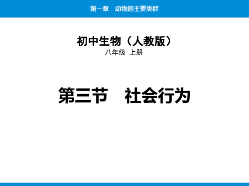 最新人教版初中八年级生物上册《第三节 社会行为》优质教学课件