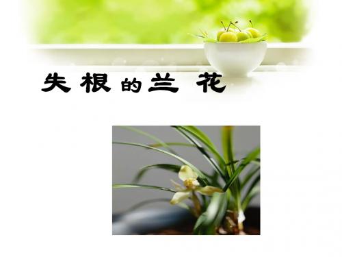 《失根的兰花》课件2-优质公开课-鲁教六下精品