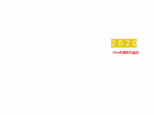 DNA的提取和鉴定