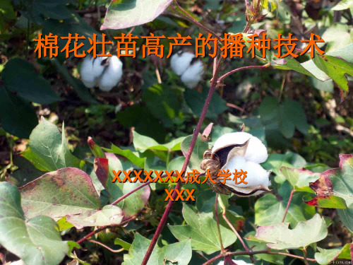 棉花壮苗高产的播种技术PPT