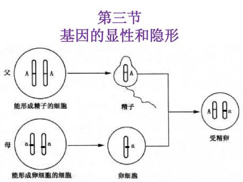 第三节 基因的显性和隐形