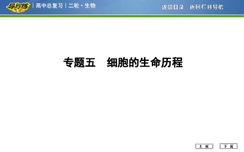 专题五 细胞的生命历程