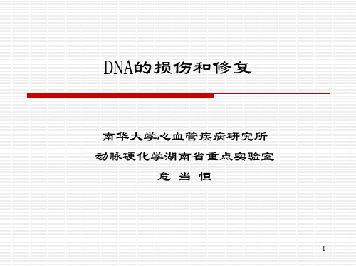 DNA的损伤和修复-危当恒